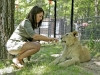 lion-feeding-at-the-game-farm-1